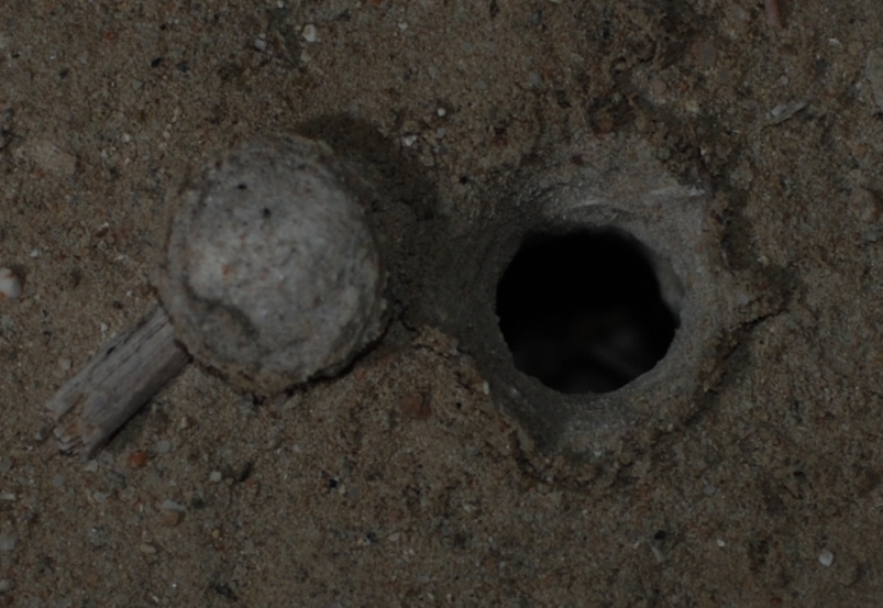Allocosa oculata
